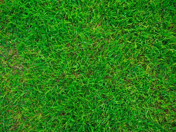 Πράσινο Γρασίδι Υφή Φόντο Διακόσμηση Πράσινο Φυτό — Φωτογραφία Αρχείου
