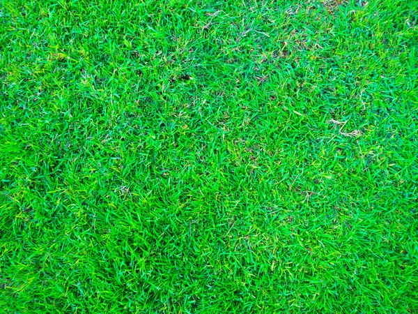 Grüne Natur Gras Textur Dekoration Hintergrund Grüne Pflanze — Stockfoto