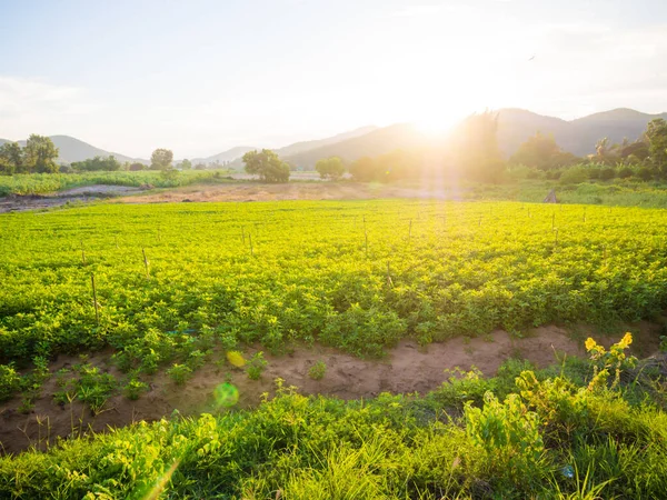 Sunset Light Green Plantation Field Nature Landscape — Stock Photo, Image