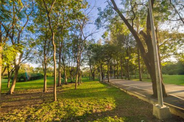 Yeşil ağaç parkı, günbatımı, mavi gökyüzü, doğa manzarasını bulutlandıran çayır.