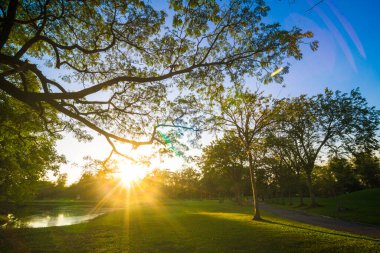 Yeşil ağaç parkı, günbatımı, mavi gökyüzü, doğa manzarasını bulutlandıran çayır.