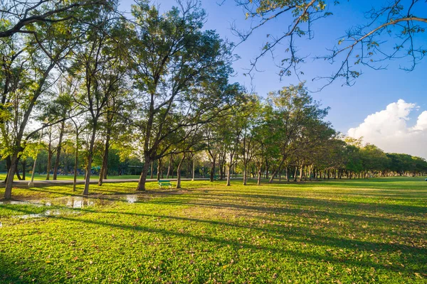 Grön Offentlig Park Solnedgång Ljus Himmel Med Träd Och Äng — Stockfoto