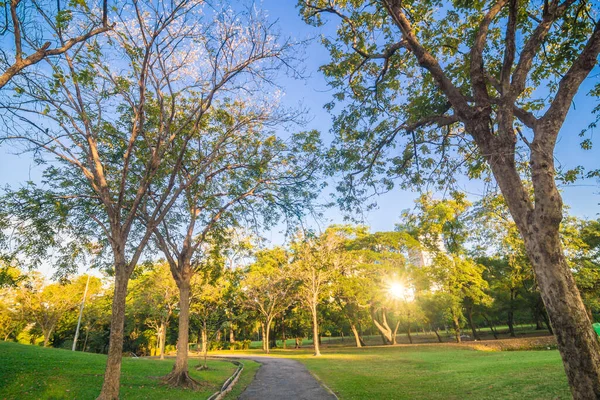 Grün Baumpark Sonnenuntergang Laubwiese Mit Blauem Himmel Wolke Natur Landschaft — Stockfoto