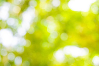 Bokeh, Doğa desenli bulanık yeşil ağaç yaprağı arkaplanı