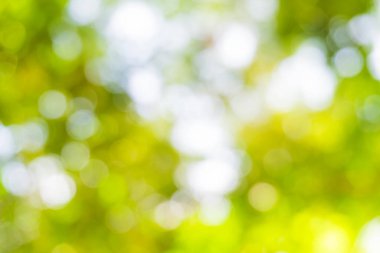 Bokeh, Doğa desenli bulanık yeşil ağaç yaprağı arkaplanı