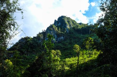 Tayland 'ın kuzeyinde Dağ Tepesi Yeşil Çayır Yarı Alp Ormanı