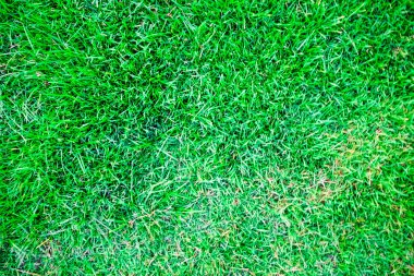 Soyut yeşil çimen dekorasyon dokusu flora arkaplan