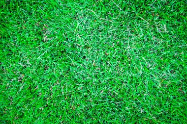 Soyut yeşil çimen dekorasyon dokusu flora arkaplan