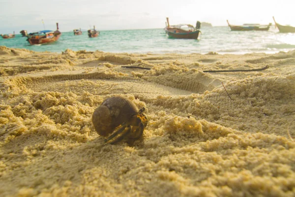 Cangrejo Ermitaño Sobre Arena Blanca Playa Sol Luz Fondo — Foto de Stock