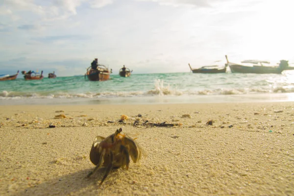 Kluizenaar Krab Wit Zand Strand Zon Licht Achtergrond — Stockfoto