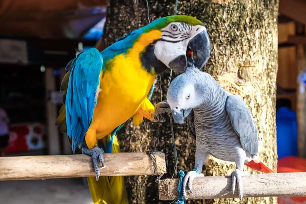 Colorido Loro Macao Pájaro Aire Libre Lindo Animal — Foto de Stock