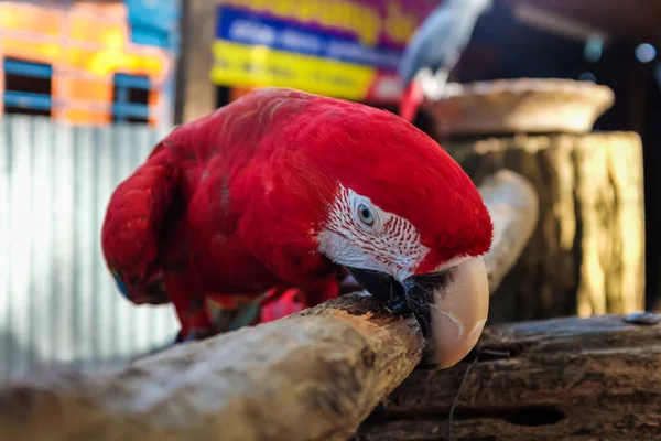 Kleurrijke Macao Papegaai Vogel Outdoor Schattig Dier — Stockfoto