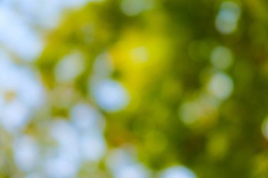 Yeşil ağaç yaprağı parkın gün ışığında bulanıklaşır. Doğa çevresi