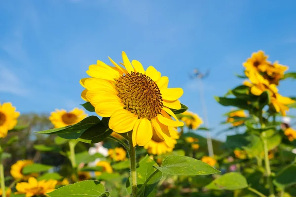 让美丽的向日葵在自然花园的晨曦中绽放 — 图库照片