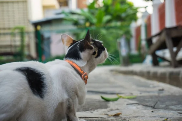 Traditional asia white cat on street animal in city