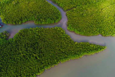 Yeşil mangrov ormanı, deniz körfezi, gün doğumu, ekoloji, doğa, hava manzarası.