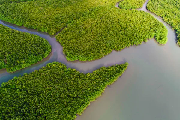 Green mangrove forest sea bay sunrise ecology nature system aerial view