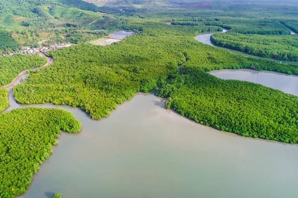 Green mangrove forest sea bay sunrise ecology nature system aerial view