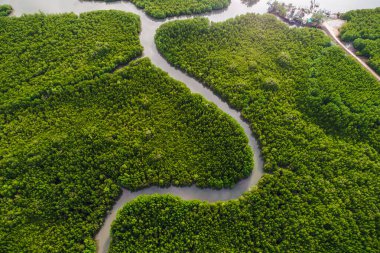 Green mangrove forest sea bay sunrise ecology nature system aerial view clipart
