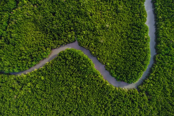 Green mangrove forest sea bay sunrise ecology nature system aerial view