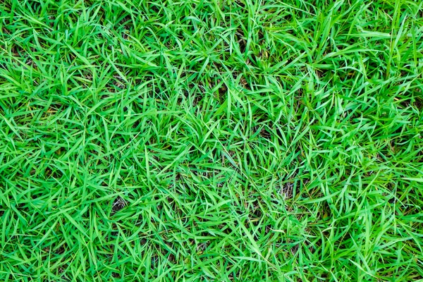 Green Grass Texture Botanic Background Decoration — Stock Photo, Image