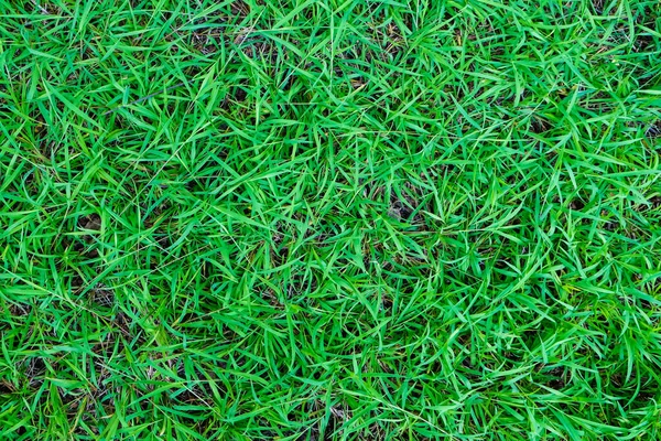 Grama Verde Textura Fundo Botânico Decoração — Fotografia de Stock