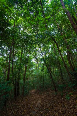 Yeşil ağaç ormanı etrafında doğa yürüyüşü yolu. Güneş ışığı doğa manzarası.