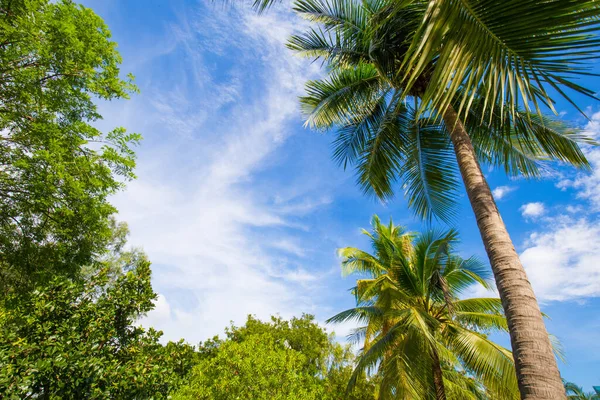 青い空の自然を背景に都市公園でココナッツの緑の熱帯林 — ストック写真