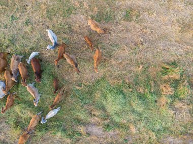 Bir grup sığır eti Asya ineği saman tarlasında günbatımı hafif hayvan endüstrisi