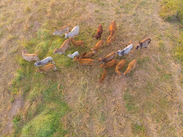 Grupo Carne Vaca Asiática Onn Feno Campo Pôr Sol Luz — Fotografia de Stock