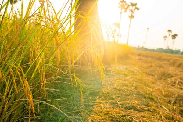 Gele Padie Rijstplantage Veld Tegen Blauwe Lucht Agrarische Industrie — Stockfoto