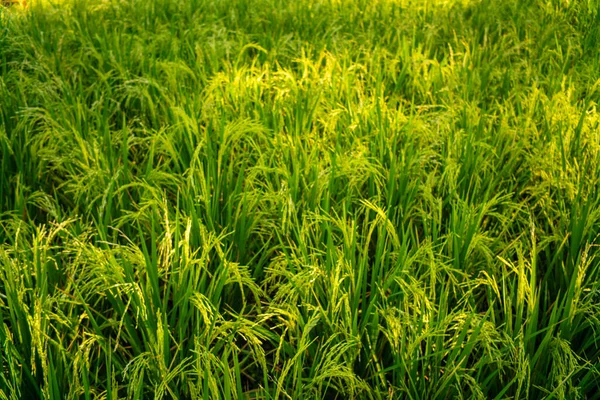Green Paddy Rice Plantation Field Rice Background — Stock Photo, Image