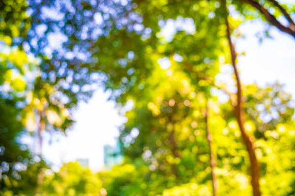 Abstract blurred green tree leaf background with bokeh fresh nature background