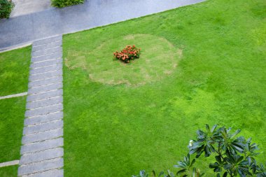 Rocky yeşil çayır bahçesinde yürüyor.