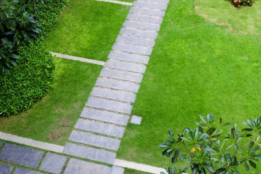 Rocky yeşil çayır bahçesinde yürüyor.