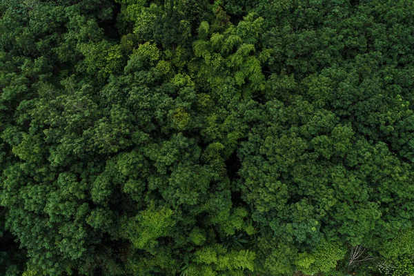 Vista Aérea Verde Floresta Tropical Olhar Dpwn Vista Natureza Paisagem — Fotografia de Stock