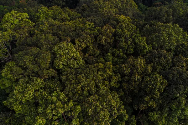 Flygfoto Grön Tropisk Regnskog Ser Gryning Utsikt Natur Landskap — Stockfoto