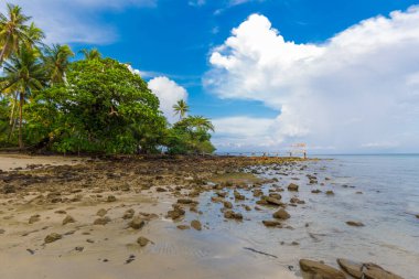 Hindistan cevizi pam tropikal ağaç deniz sahilinde güneş doğuyor yaz tatili