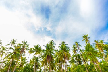 Hindistan cevizi pam tropikal ağaç deniz sahilinde güneş doğuyor yaz tatili