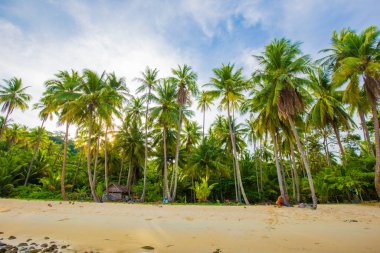 Hindistan cevizi pam tropikal ağaç deniz sahilinde güneş doğuyor yaz tatili