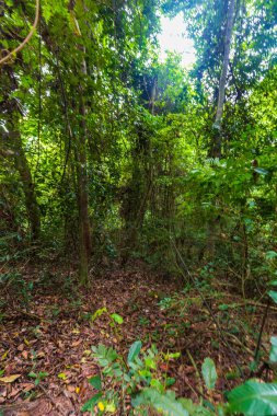 Tropik yeşil ağaç ormanı arka plan doğa manzarası