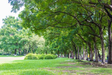 Yeşil şehir parkı. Ağaç ve çayır güneşli bir gün.