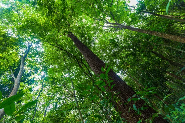 熱帯緑の森 自然景観 — ストック写真