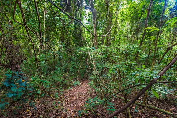 Tropicale Verde Albero Foresta Sfondo Natura Paesaggio — Foto Stock