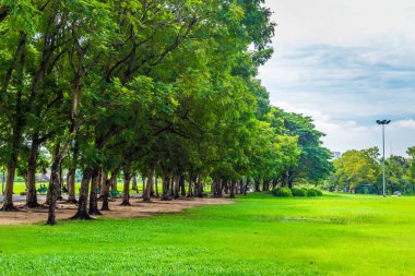 Yeşil şehir parkı. Ağaç ve çayır güneşli bir gün.