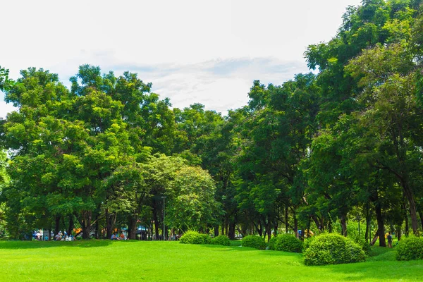 Green meadow with tree in city public park after rainy green scenery