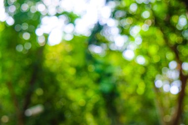 Bokeh doğa arka planına sahip soyut bulanık yeşil ağaç yaprağı