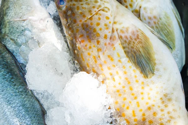 Fresh Seafood Seabass Grouper Fish Sell Ice Omega Food — Stock Photo, Image