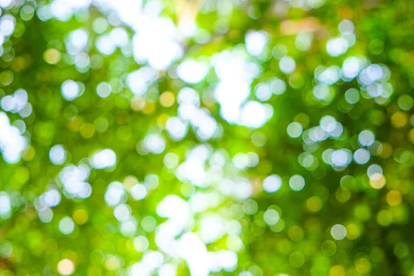 Abstract blurred green tree leaf with bokeh nature background