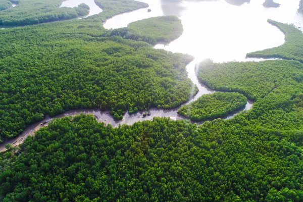 Tropikal Mangrov Yeşil Ağaç Ormanlarında Sabah Sisli Deniz Nehir Manzarası — Stok fotoğraf